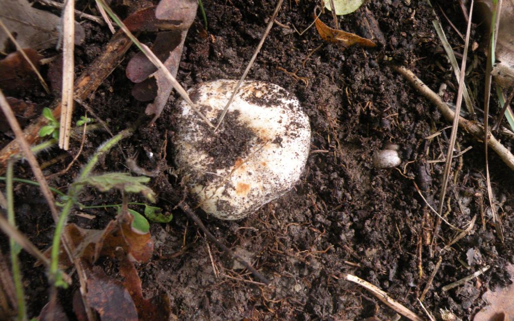 Russula: se dico....